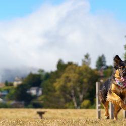 Mill Valley Dog Run