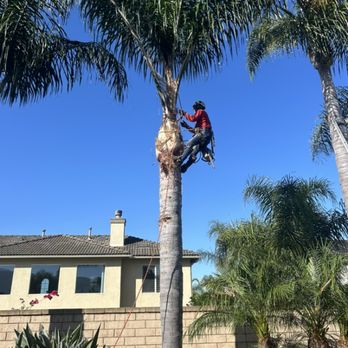 Go Green Tree Service - Tree Services Near Me Go Green Tree Service - Tree Services Near Me