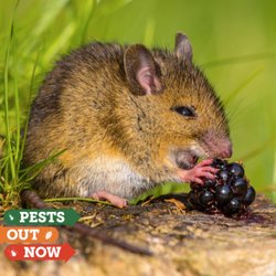 Pests Out Now - We believe in the sanctity of all life, and use a non-toxic, compassionate approach to manage pest infestations.