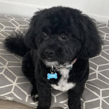 Paw Reflections Mobile Grooming - Pet Groomers Near Me