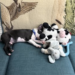 Pet Express - My boy Larry (originally Clarence)