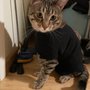 Photo of Cathy's Critter Cleaners Mobile Pet Grooming Spa