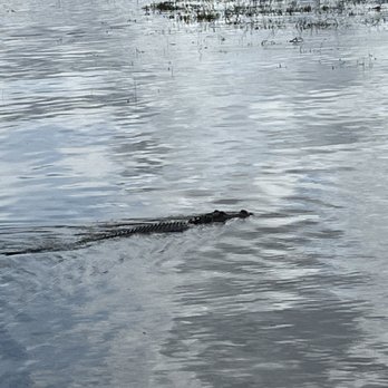 A-Awesome Airboat Ride - Alligator - Boat Charters Near Me - Christmas, Florida