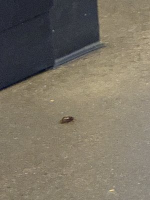 Buffalo Wild Wings by null