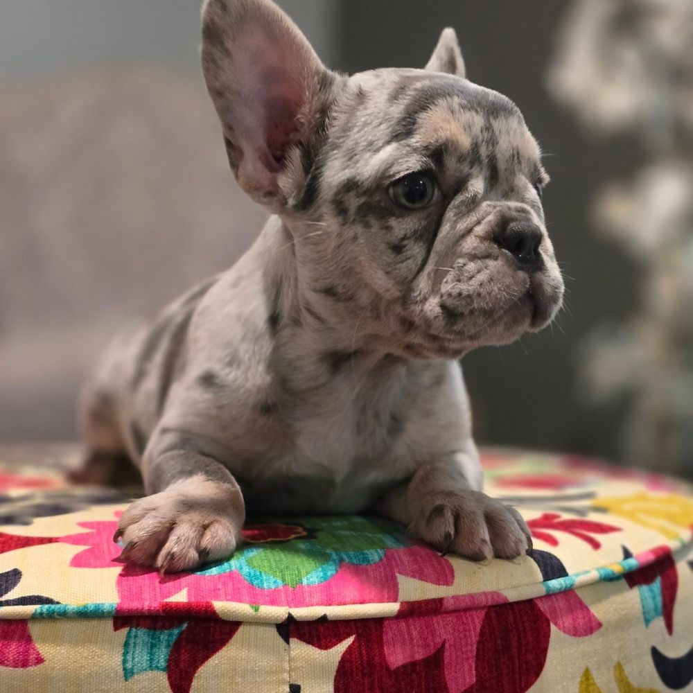 Lilac French Bulldog Blue Eyes Blue Lilac French Bulldog Puppy