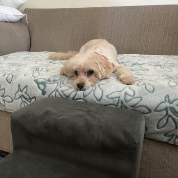Bark Place Dog Grooming - Pet Groomers Near Me - Covina, California