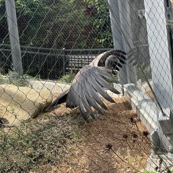 National Aviary - Condor spreading its wings - Zoos Near Me - Pittsburgh, Pennsylvania