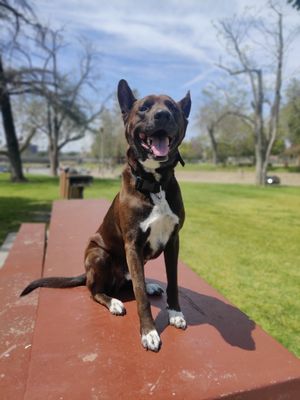 Service dog Koda - This is my dog Koda. He was the one who showed me my passion in dog training. The first 3 years of his life was dedicated to be a service dog for me. I trained him in deep pressure and finding exist in different environments due to my anxiety back then. Since then he's been retired  and changed to a off leash dog and demo dog for my business. With out him I would not be here doing my dream job working with dogs. 

I have different programs available for your dogs needs I can train for a service dog, off leash, basic obedience, leash reactive, Reactivity, and behavioral issues. Call today to see what works for you! 
payment plans available