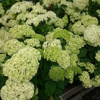 Dennis' 7 Dees Garden Center - Annabelle hydrangeas - Nurseries & Gardening Near Me - Vancouver, Washington