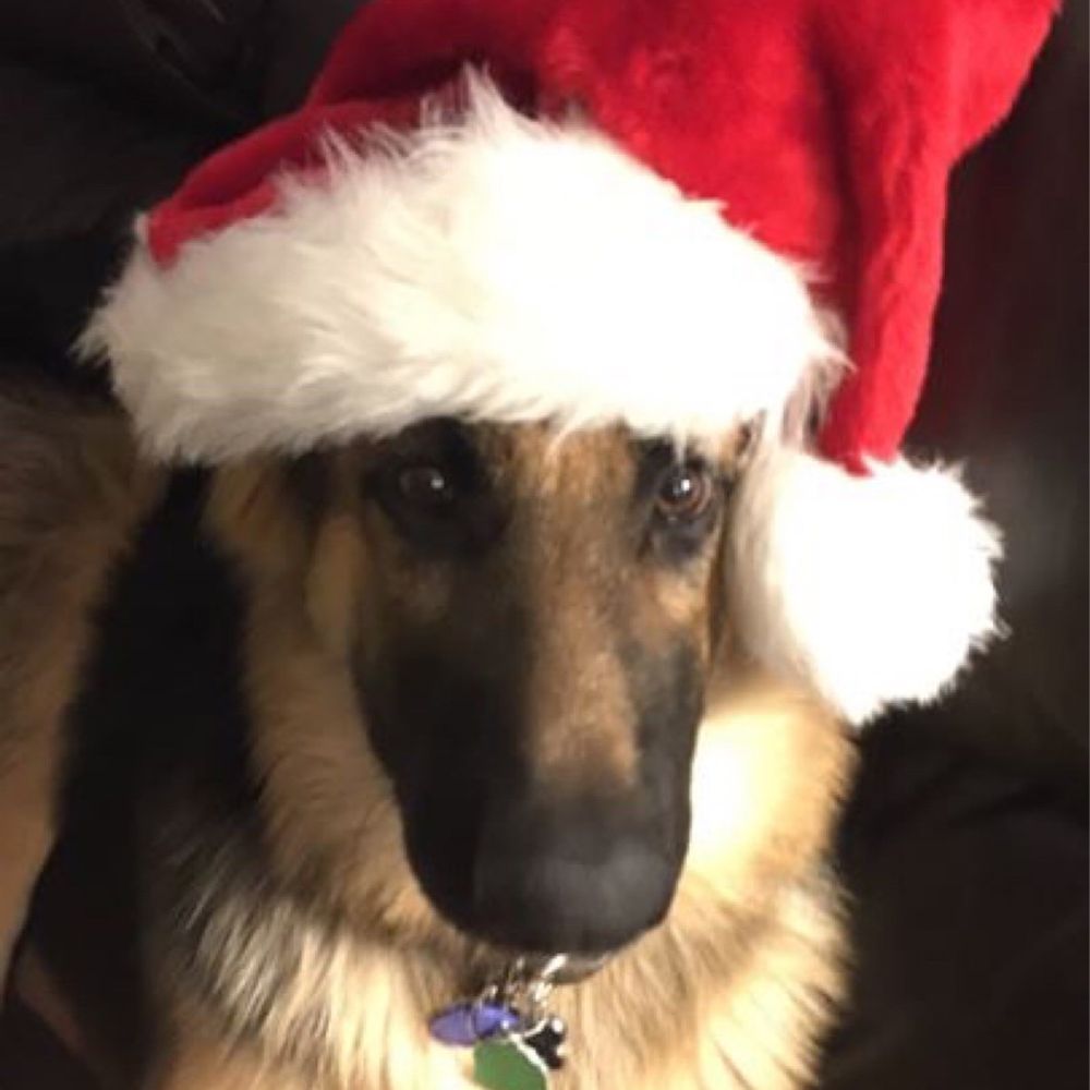 Frenz Pet Spa - Paisley Merry Christmas - Pet Groomers Near Me - Wasilla, Alaska Frenz Pet Spa - Paisley Merry Christmas - Pet Groomers Near Me - Wasilla, Alaska