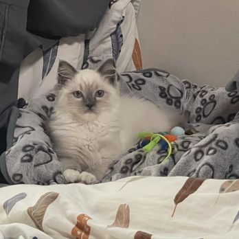 Fur Real Ragdolls - Pet Breeders Near Me Fur Real Ragdolls - Pet Breeders Near Me