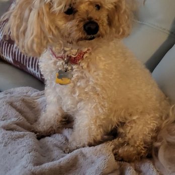 Lola's Pet Sitting Services - Mercedes - Pet Sitting Near Me - Glendora, California