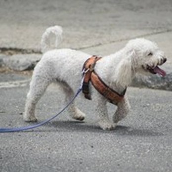 Noho Petsitters - Pet Sitting Near Me Noho Petsitters - Pet Sitting Near Me