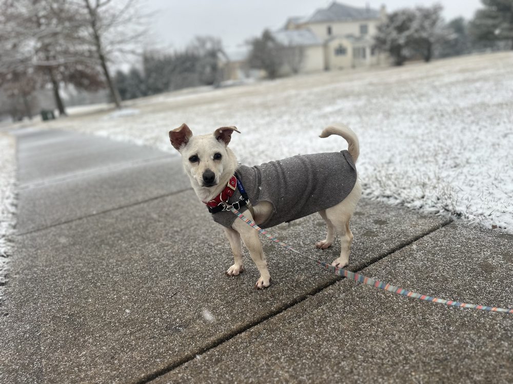 Alli’s Dog Walking & Pet Sitting - pet boarding facility in Philadelphia, PA