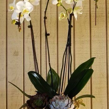 Untethered Flowers - Four beautiful white orchids surrounded by succulents, its larger than it looks, it takes two hands to hold it! - Floral Designers Near Me