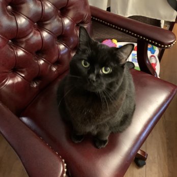 Purrfect Pals - Animal Shelters Near Me - Arlington, Washington Purrfect Pals - Animal Shelters Near Me - Arlington, Washington
