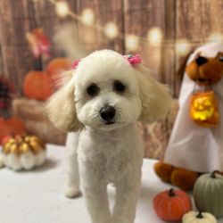 PGS Pet Grooming Salon