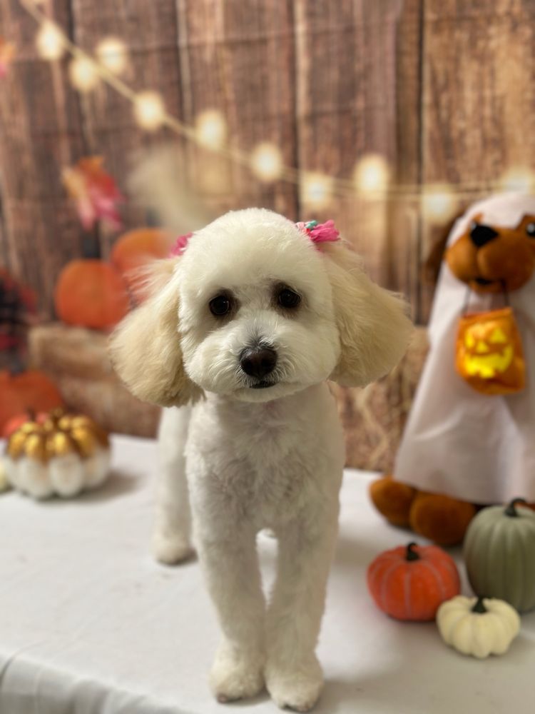 PGS PET GROOMING SALON Updated August 2024 19 Photos & 14 Reviews