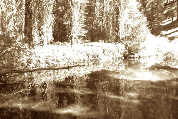 Tamarack Flat Campground by null
