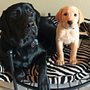 Photo of AZ Mama Bear Pet Care