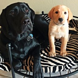 AZ Mama Bear Pet Care - We love all our guests no matter how old or young they may be! ~Diesel and Tank