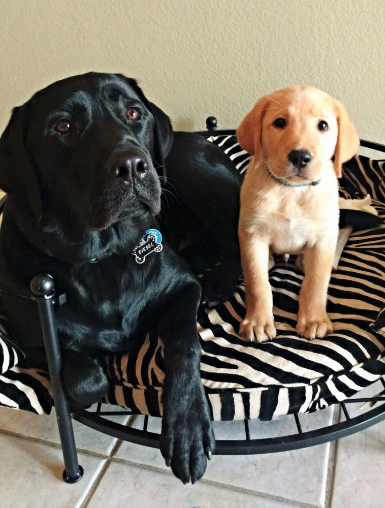 AZ Mama Bear Pet Care - pet boarding facility in Phoenix, AZ