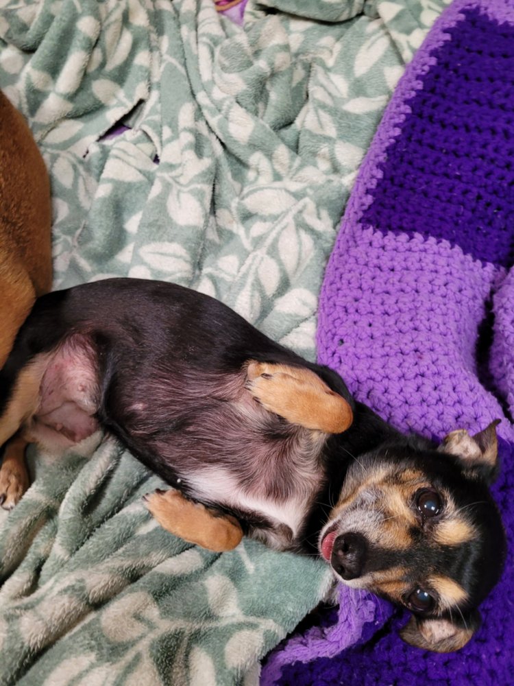 PRETTY PETS Updated September 2024 27 Photos & 30 Reviews 5850