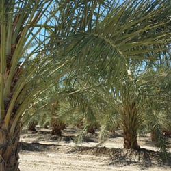 Hadley's Date Gardens - Date tree on property
