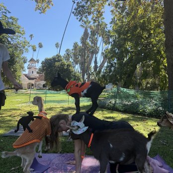 Hello Critter Goat Yoga - Yoga with goats, Los Angeles Arboretum - Yoga Near Me