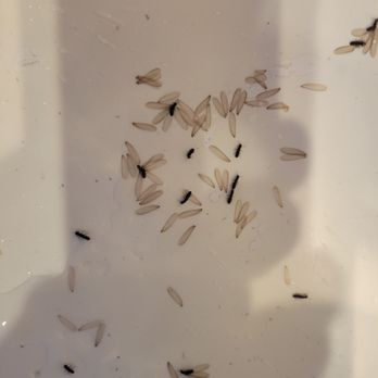 Top Grade Termite Control - Pest Control Near Me Top Grade Termite Control - Pest Control Near Me