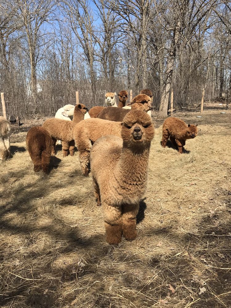 CORNERSTONE VETERINARY SERVICE Updated September 2024 236 State 92