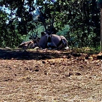 Safari West - Zoos Near Me - Santa Rosa, California