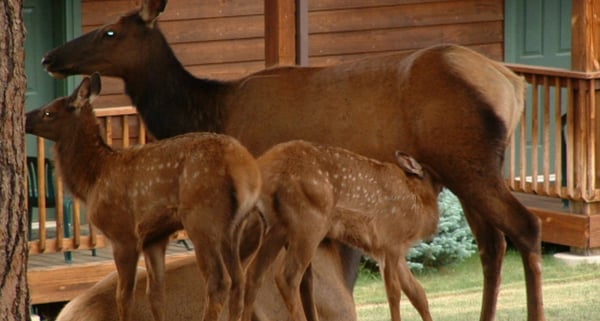 Mountain Shadows Resort by null