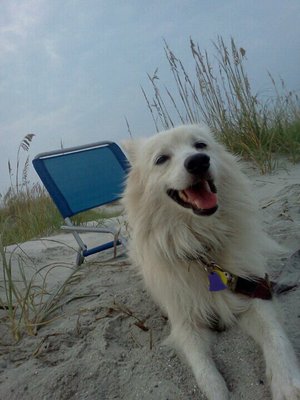 Folly Beach Golf Cart Rentals by null