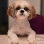 Elegant Pet