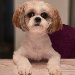 Elegant Pet - Romeo