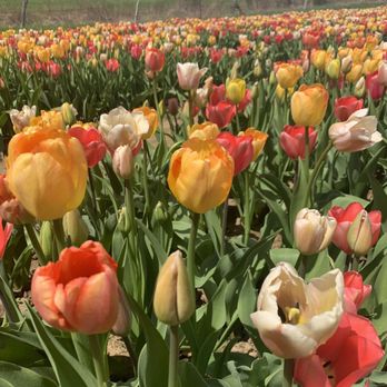 Wicked Tulips Flower Farm - Pick Your Own Farms Near Me - Preston, Connecticut Wicked Tulips Flower Farm - Pick Your Own Farms Near Me - Preston, Connecticut