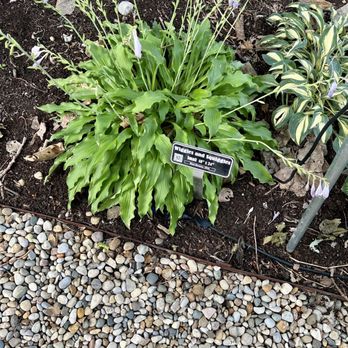 Hostas on the Bluff - Nurseries & Gardening Near Me - Fairview Heights, Illinois