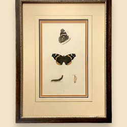 Kurt Youngblood Framing And Art - Lorenz Oken (1779-1851) German naturalist, botanist, biologist, ornithologist.