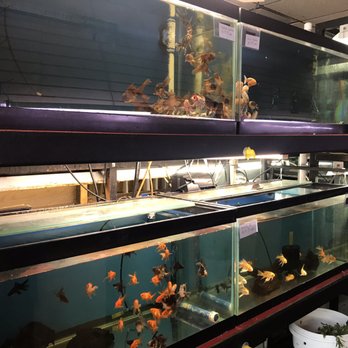 Aquatic Betta Shop - Local Fish Stores Near Me - Fresno, California