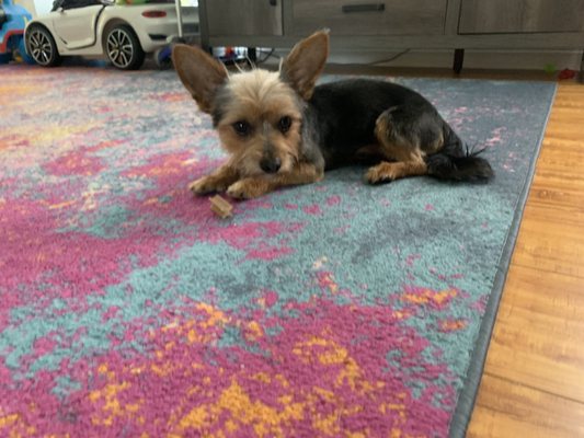 DESLY'S PET GROOMING by null