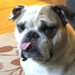Pet Health Center of La Jolla - Meatball