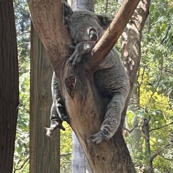 Featherdale Wildlife Park - Koala - Parks Near Me - Doonside, NSW Featherdale Wildlife Park - Koala - Parks Near Me - Doonside, NSW
