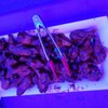 Area 4 Restaurant gift card