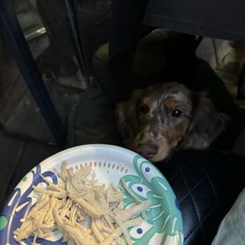 Yo's On Hartz - They even brought our puppy a little side of boiled chicken - Asian Fusion Near Me - Danville, California Yo's On Hartz - They even brought our puppy a little side of boiled chicken - Asian Fusion Near Me - Danville, California