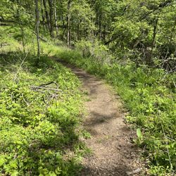 Joe Creason Park - Wooded path