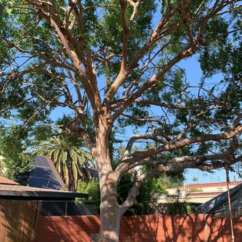California Tree Design - After trimming - beautiful shape with plenty of space for air to circulate. - Tree Services Near Me