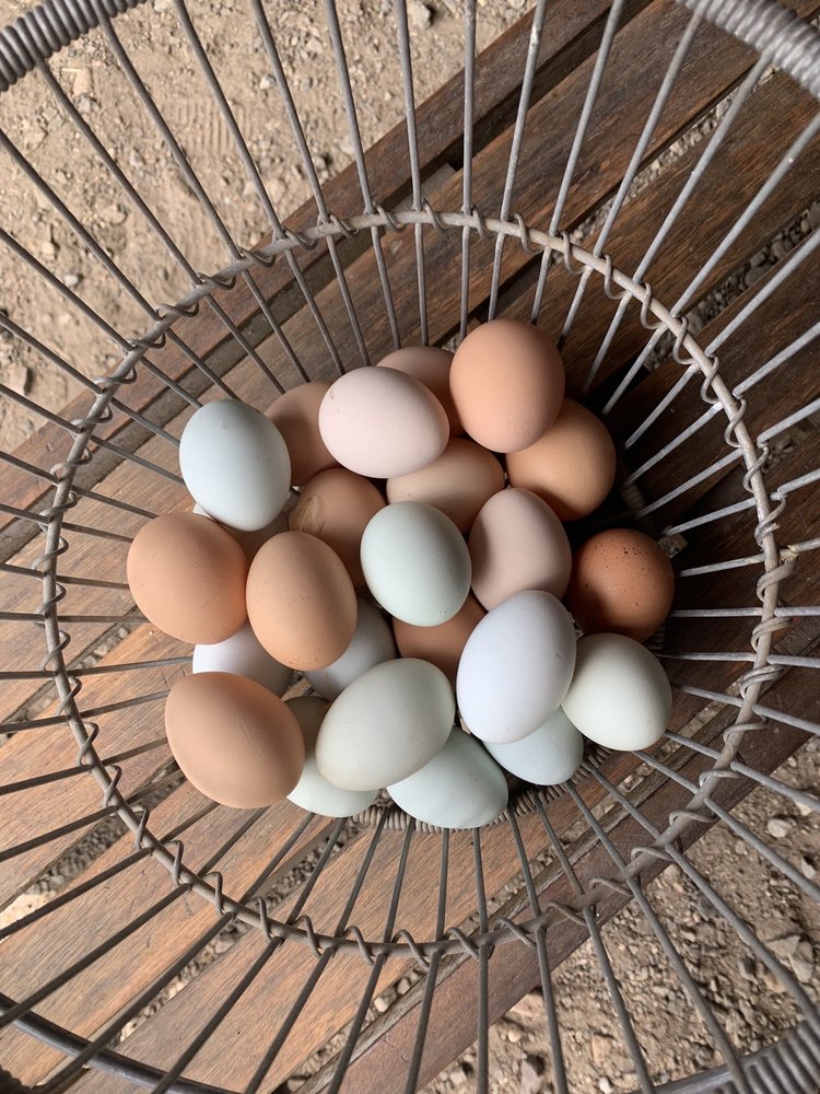 1760 HOMESTEAD FARM Updated August 2024 70 Photos & 17 Reviews