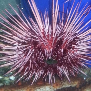 Seattle Aquarium - Sea urchin - Aquariums Near Me - Seattle, Washington Seattle Aquarium - Sea urchin - Aquariums Near Me - Seattle, Washington