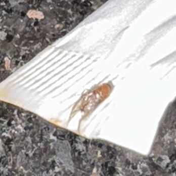 Pho La Jolla - Baby cockroach or some type of beetle - Vietnamese Near Me - La Jolla, California Pho La Jolla - Baby cockroach or some type of beetle - Vietnamese Near Me - La Jolla, California